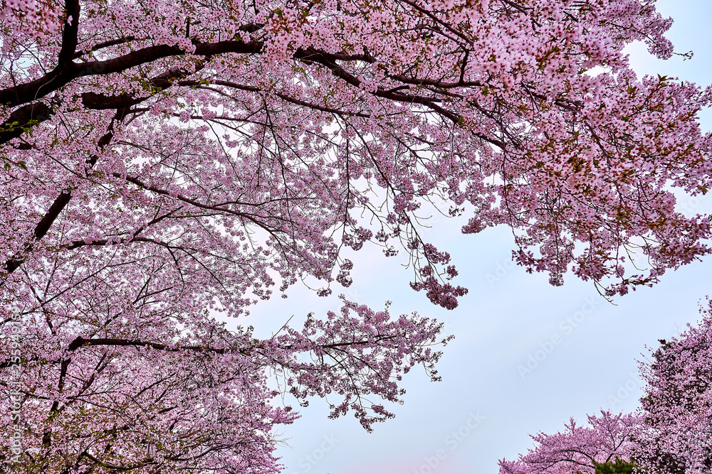 Cherry blossom tree abundant with pink flowers during spring time.
