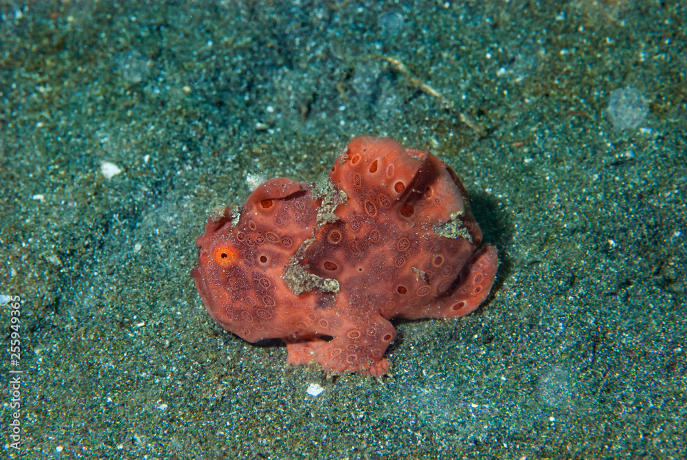 Fototapeta premium Painted frogfish Antennarius pictus