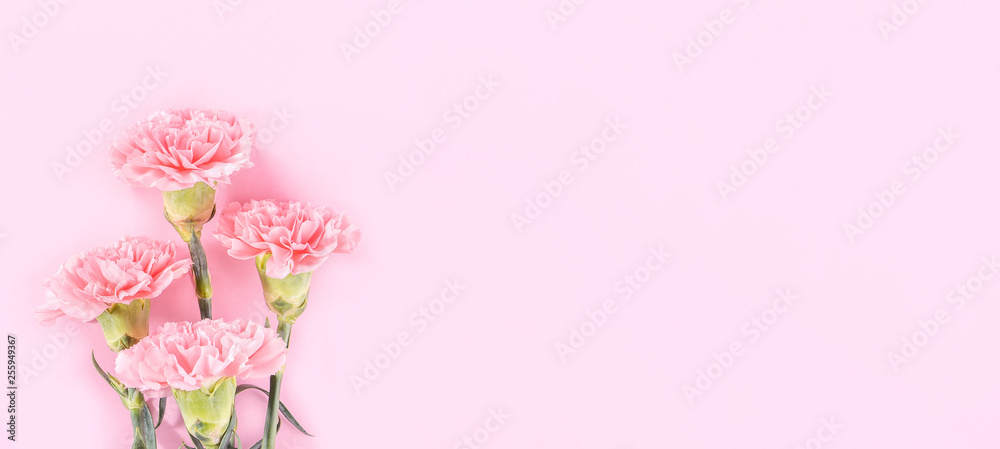 Beautiful elegance blooming baby pink color tender carnations in row isolated on bright pink background, mothers day greeting design concept,top view,flat lay,close up,copy space Beautiful elegance blooming baby pink color tender carnations in row isolated on bright pink background, mothers day greeting design concept,top view,flat lay,close up,copy space