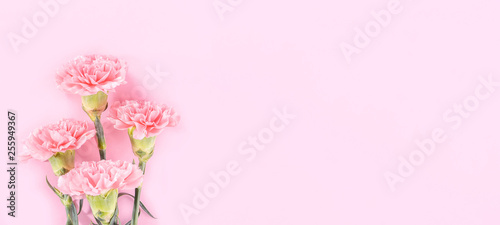 Beautiful elegance blooming baby pink color tender carnations in row isolated on bright pink background, mothers day greeting design concept,top view,flat lay,close up,copy space