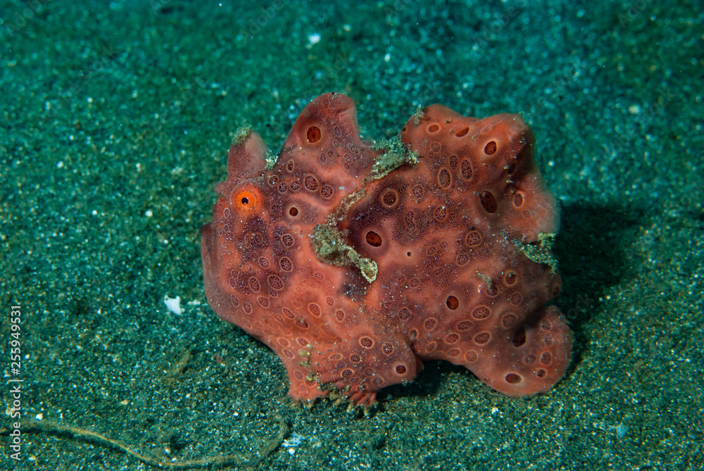 Fototapeta premium Painted frogfish Antennarius pictus
