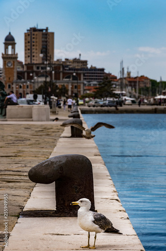 Seagulls on the seashore. One seagull poses and the other is in flight.