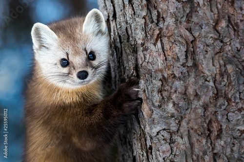American Marten - Martes americana, climbing a pine tree trunk, making eye contact.  Background is bokeh of skylight through the forest.