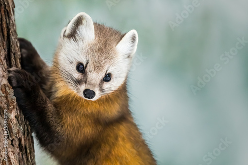 American Marten - Martes americana, climbing a pine tree trunk, Background is bokeh of snow in the forest. photo