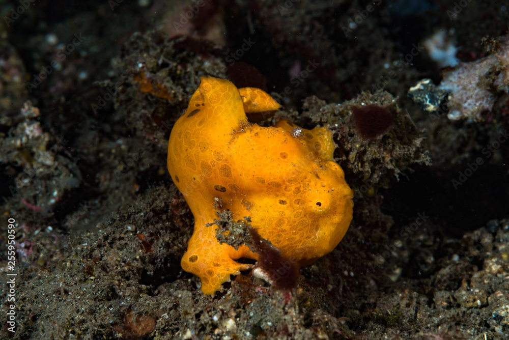 Fototapeta premium Painted frogfish Antennarius pictus