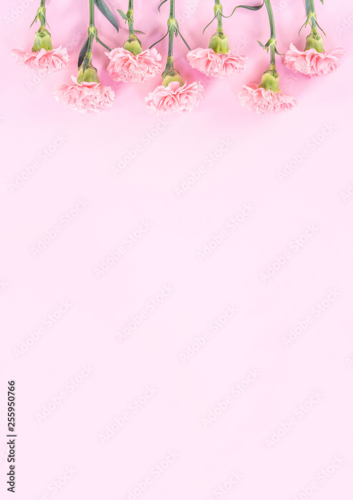 Beautiful elegance blooming baby pink color tender carnations in row isolated on bright pink background, mothers day greeting design concept,top view,flat lay,close up,copy space