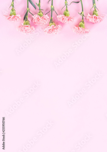 Beautiful elegance blooming baby pink color tender carnations in row isolated on bright pink background  mothers day greeting design concept top view flat lay close up copy space
