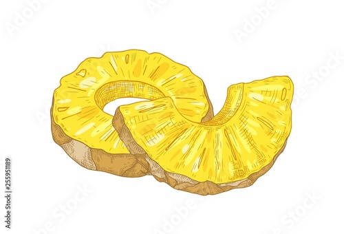 Realistic botanical drawing of ring slices and pieces of fresh organic pineap...