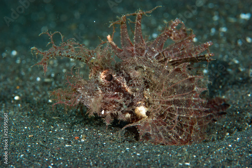 Ambon Scorpionfish Pteroidichthys amboinensis photo