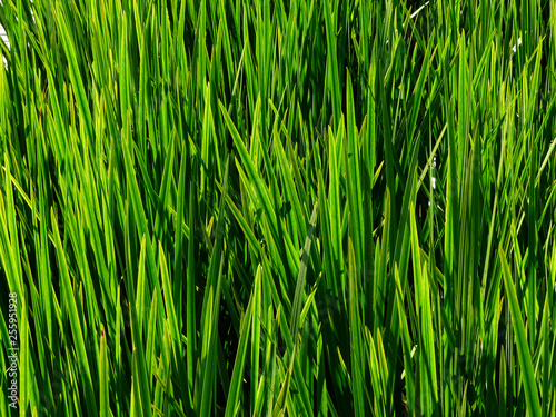 green plant ( Acorus calamus L. )