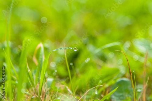 A fresh meadow after rain with water drops on the blades of grass