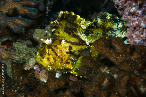 Leaf Scorpionfish Taenianotus triacanthus photo