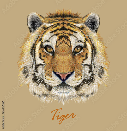 Tiger animal face. Vector Bengal head portrait. Realistic fur beast of tiger. Predator eyes of wildcat. Big cat head on beige background.