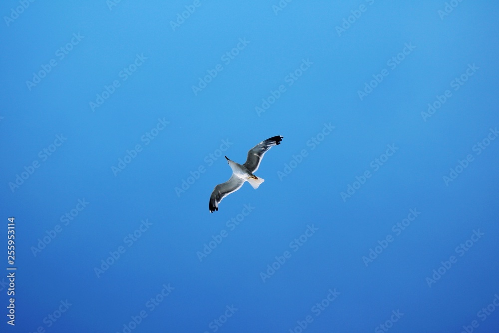 Seagull floating in the air Seagull floating in the air