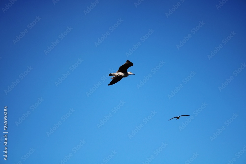 Fototapeta premium Seagull floating in the air