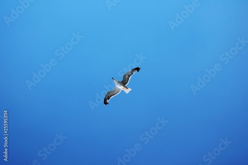 Seagull floating in the air