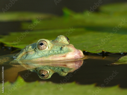closeup eye frog