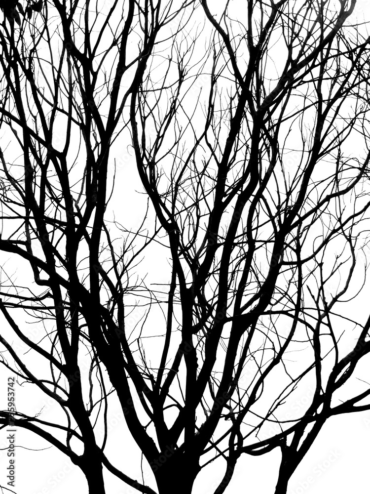 Silhouette dry branch tree