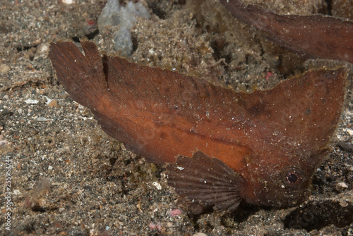 Spiny Waspfish Ablabys macracanthus photo