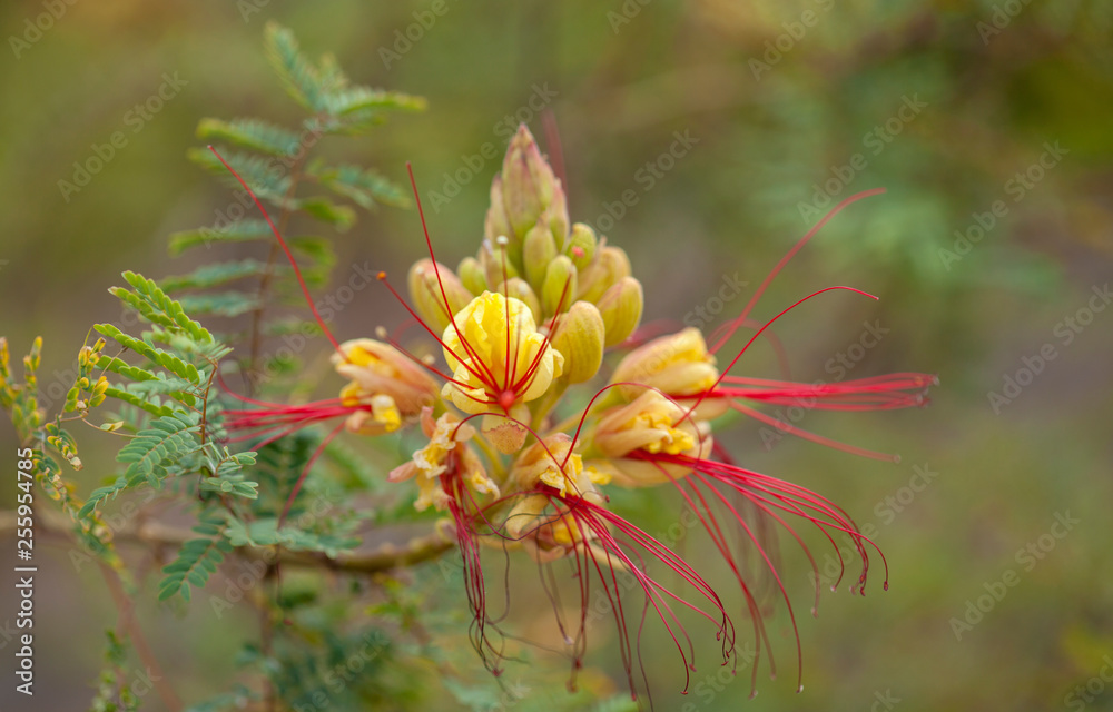  bird of paradise bush