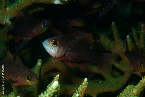 Plain Cardinalfish Apogon apogonides