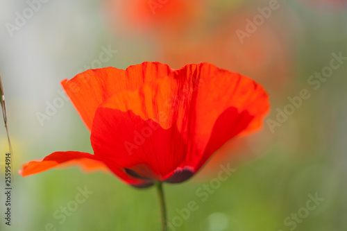 flora of Gran Canaria - red poppy