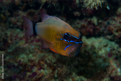 Ring-Tail Cardinalfish Apogon fleurieu