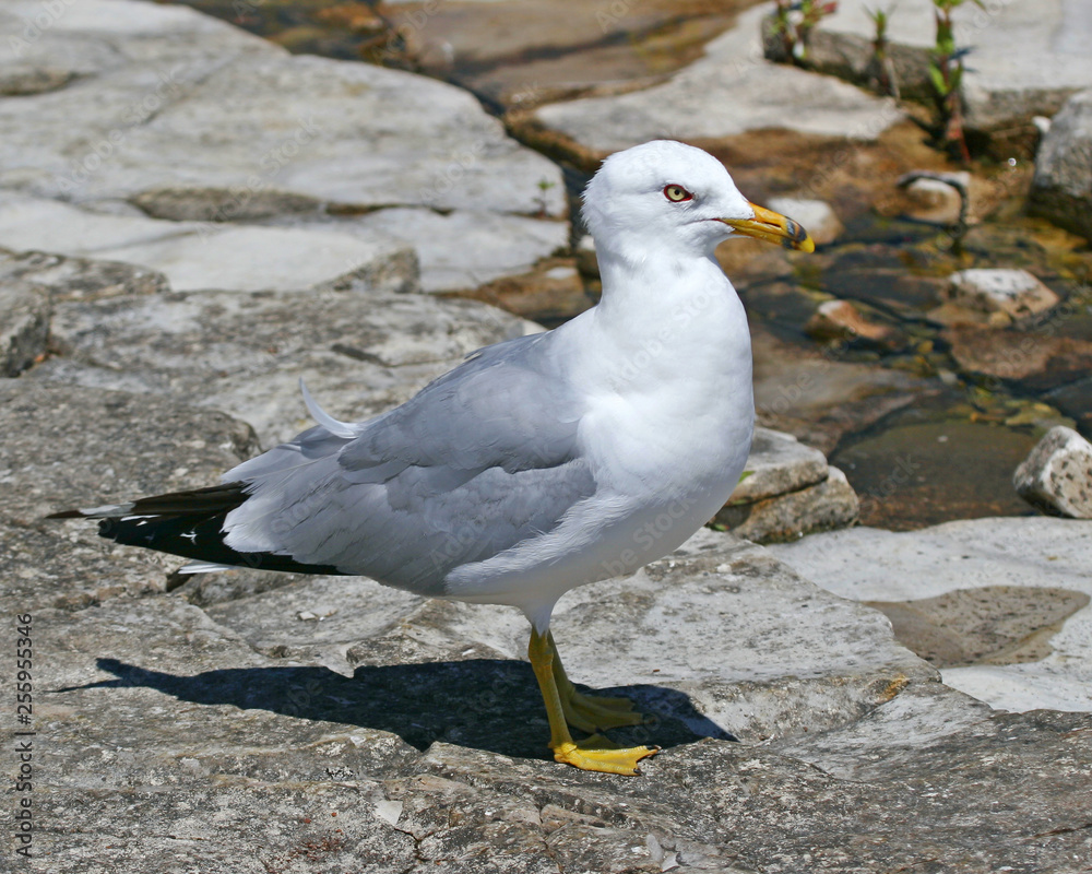 seagull on beach seagull on beach