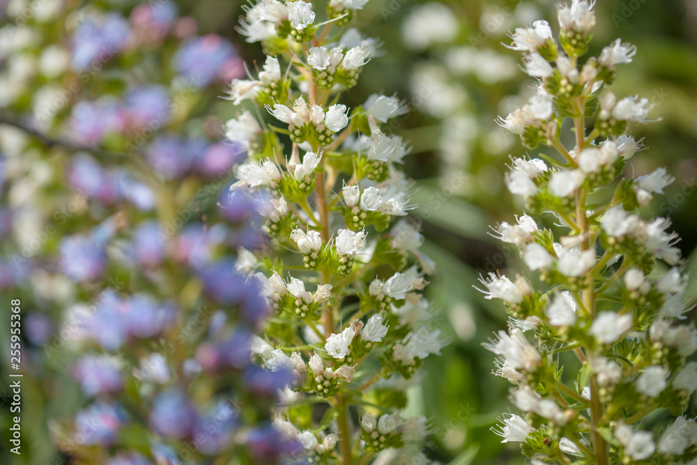 Fototapeta premium flora of Gran Canaria - Echium