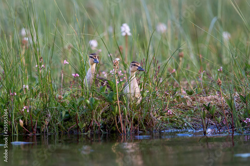Zwei Entenküken sitzen am Ufer im hohen Gras im schwedischen Nationalpark Hamra photo
