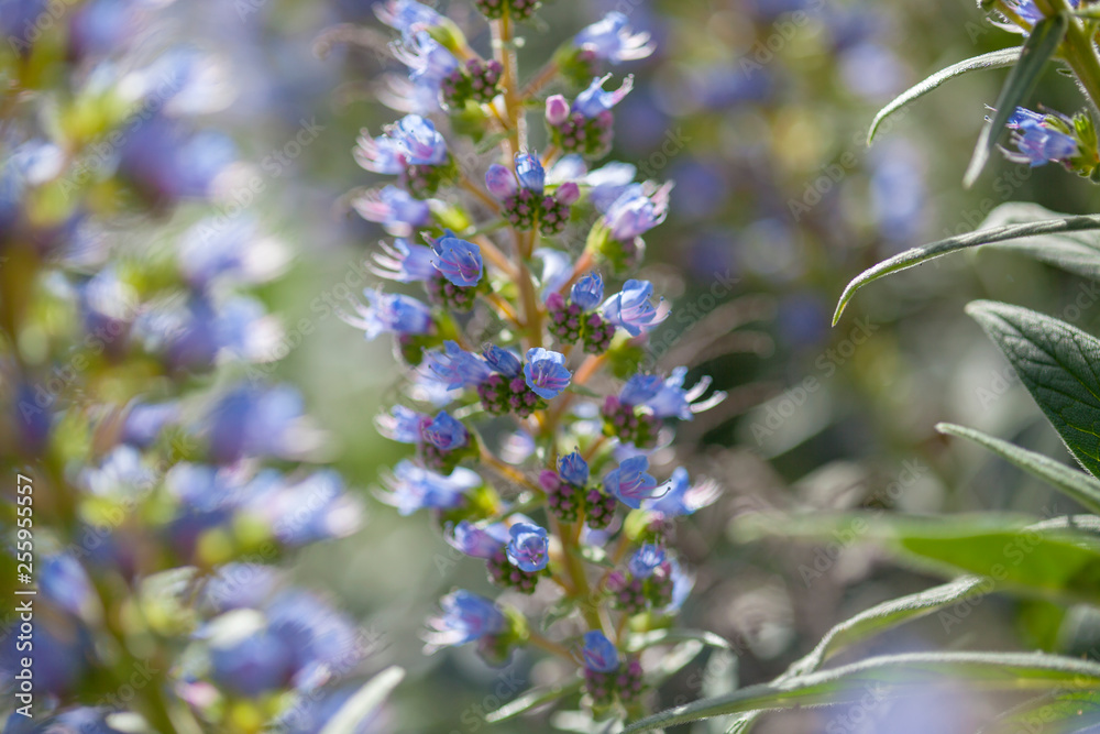 Obraz premium flora of Gran Canaria - Echium