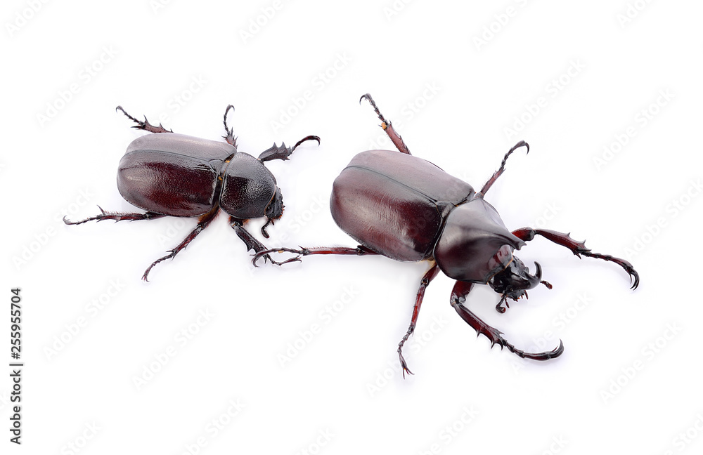 Beetles isolated on white background Beetles isolated on white background