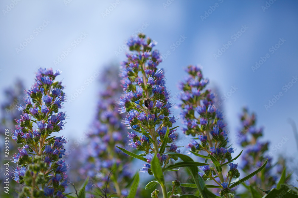 Obraz premium flora of Gran Canaria - Echium