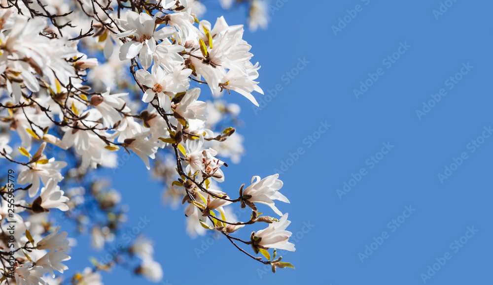 Obraz premium Blooming magnolia tree