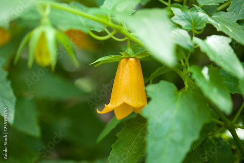 flora of Gran Canaria - Canarina canariensis photo