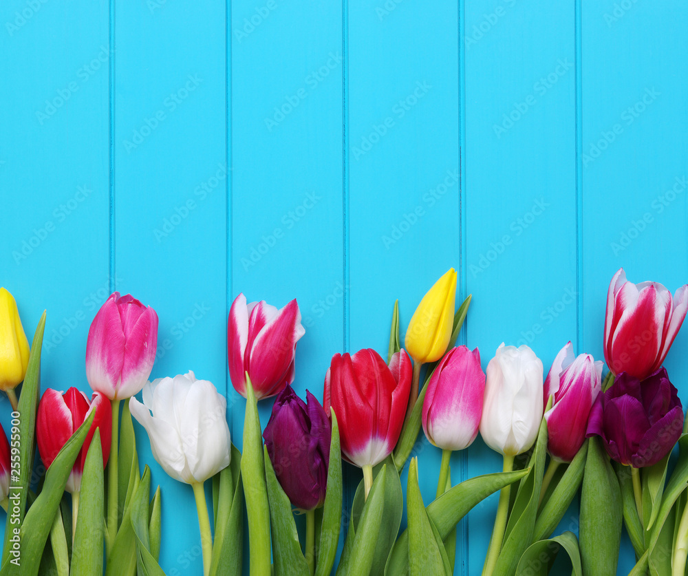 Fototapeta tulips on blue wood