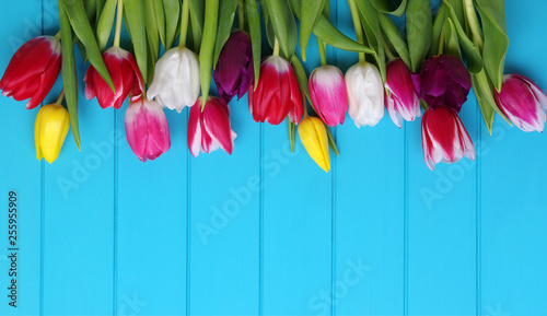 tulips on blue wood