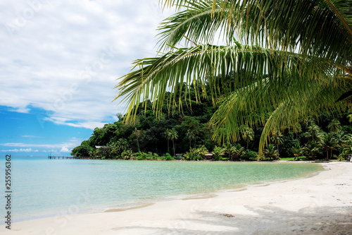 Coconut tree on beach with sunlight.