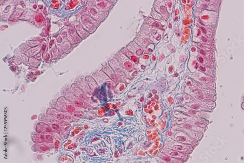Education anatomy and Histological sample Simple columnar epithelium Tissue under the microscope. photo