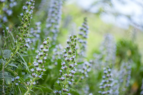 flora of Gran Canaria - Echium