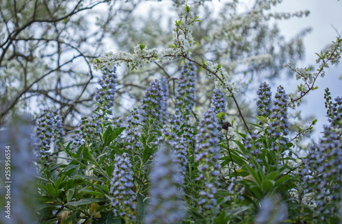 flora of Gran Canaria - Echium photo