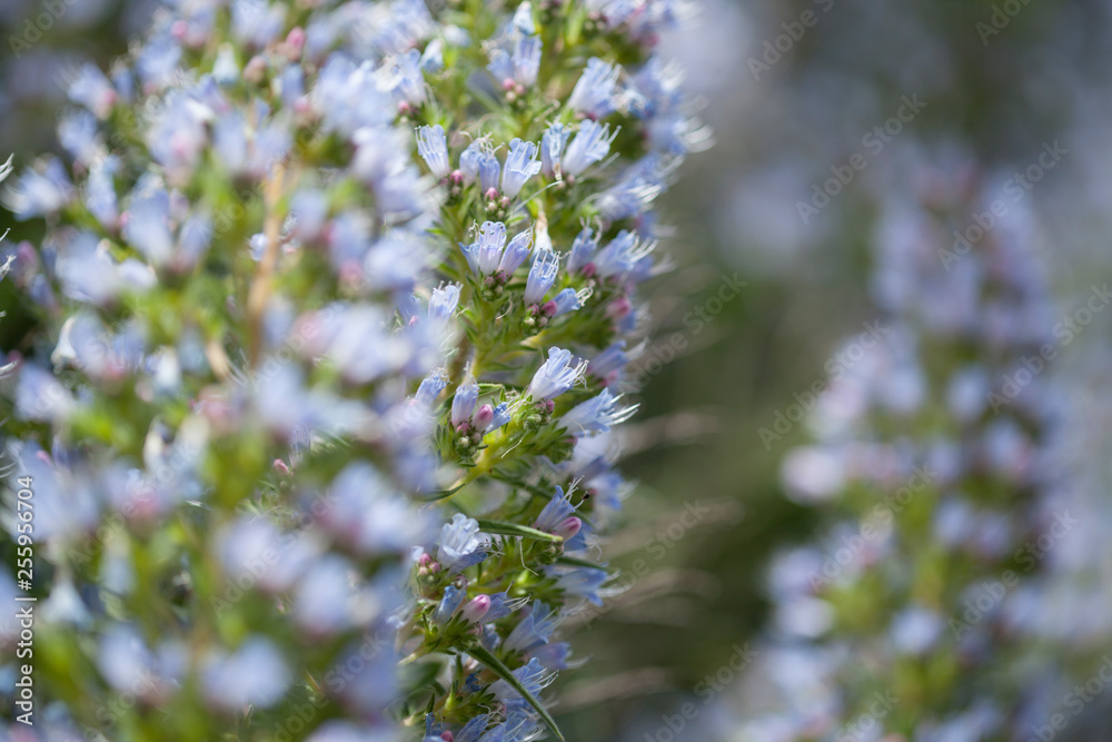 flora of Gran Canaria - Echium