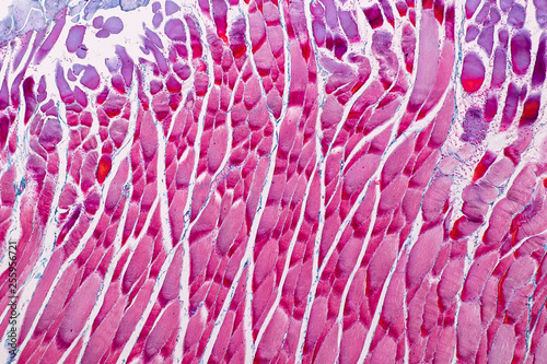 Education anatomy and Histological sample Striated (Skeletal) muscle of mammal Tissue under the microscope. photo