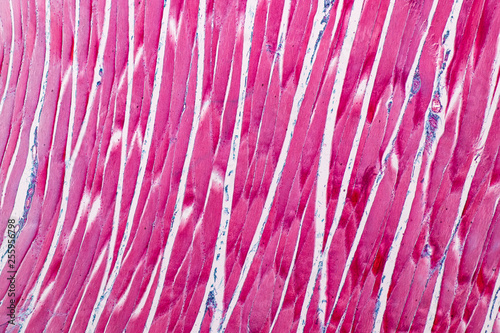 Education anatomy and Histological sample Striated (Skeletal) muscle of mammal Tissue under the microscope. photo