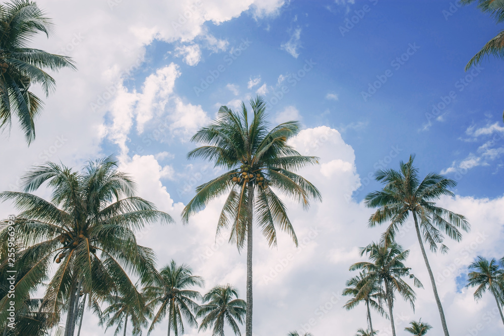 Coconut tree with sky.