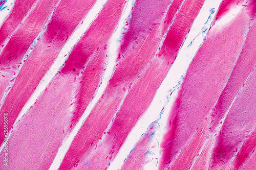Education anatomy and Histological sample Striated (Skeletal) muscle of mammal Tissue under the microscope.