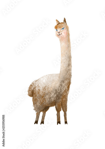 alpaca. llama animal with a long neck. drawing on white background