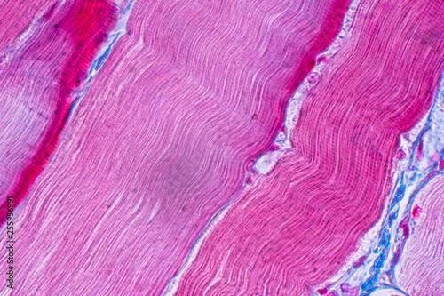 Education anatomy and Histological sample Striated (Skeletal) muscle of mammal Tissue under the microscope.