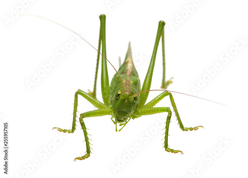 Green locust isolated on white