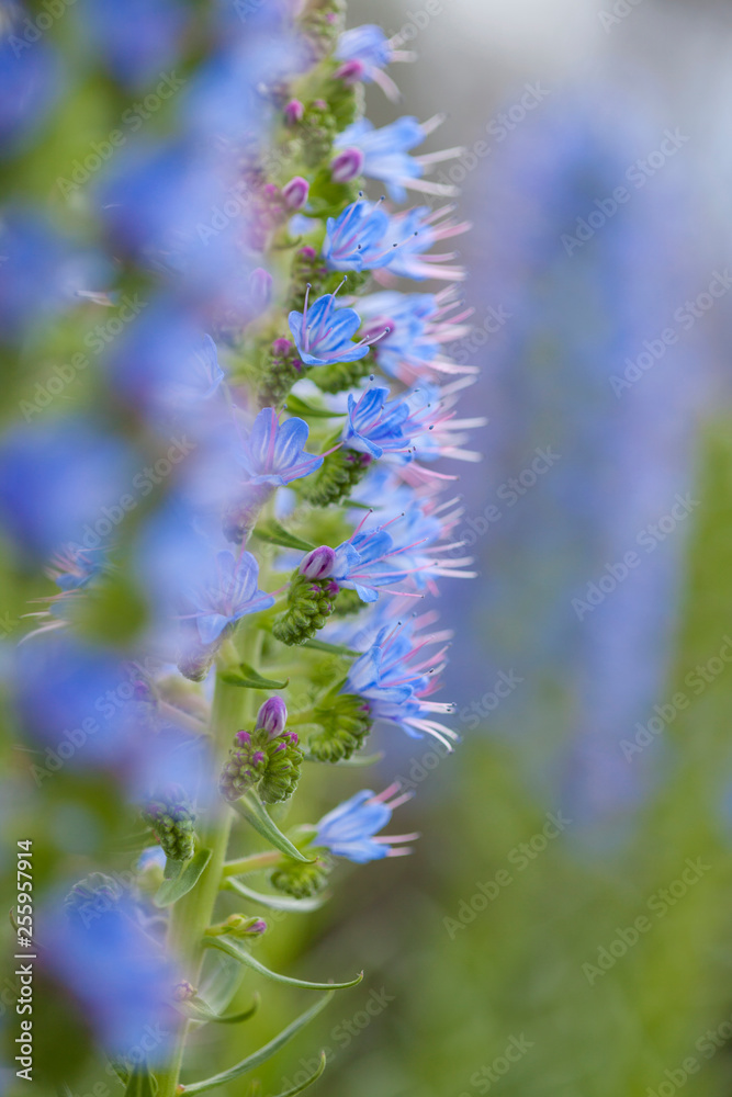 Flora of Gran Canaria - Echium callithyrsum Flora of Gran Canaria - Echium callithyrsum